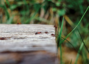 Close-up of ant on wood