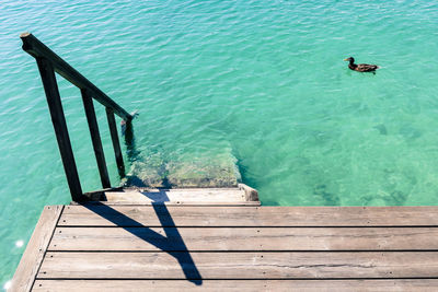 High angle view of coot swimming in sea seen from pier