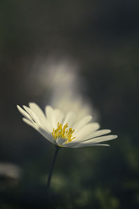 Close-up of white flower