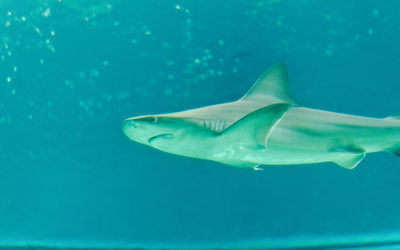 Fish swimming in sea