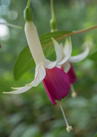 Close-up of white flowers