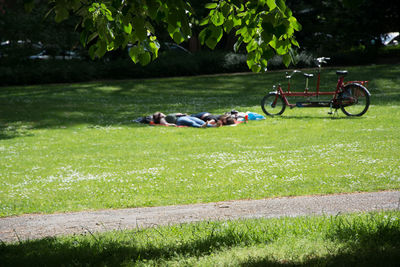 Horse cart in lawn