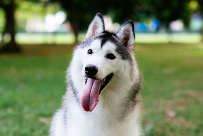 Close-up of white dog