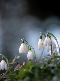 Close-up of white flowering plants