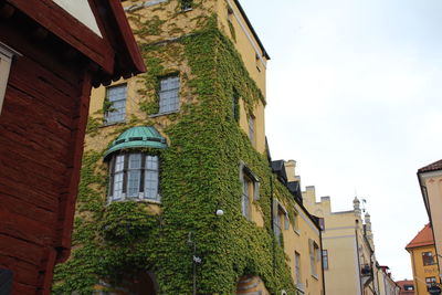 Low angle view of ivies growing on building