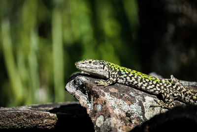 Close-up of lizard on rock