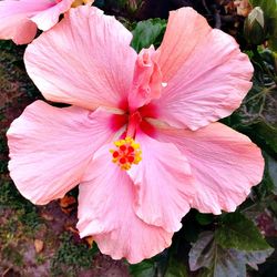 Close-up of pink hibiscus blooming outdoors