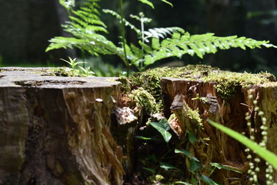 Close-up of plant