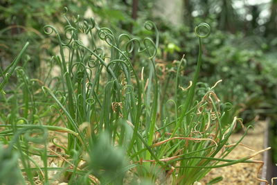 Close-up of fresh plants on field