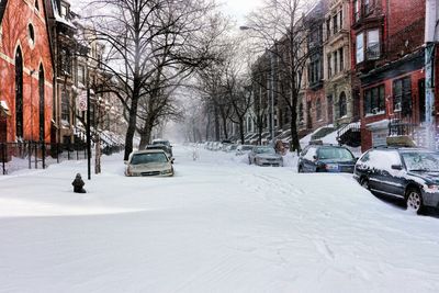 Snow covered trees in city