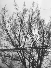 Low angle view of bare trees against sky