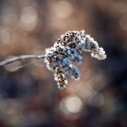 Close-up of frozen plant