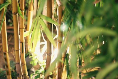 Close-up of bamboo plants on field