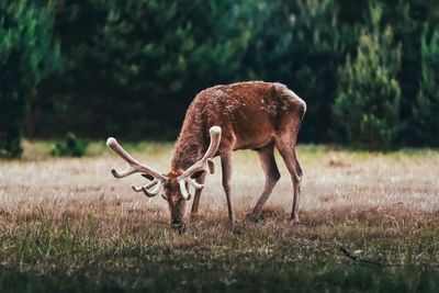 Deer grazing on grassy field