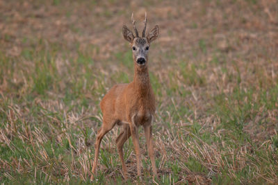 Portrait of deer standing on field