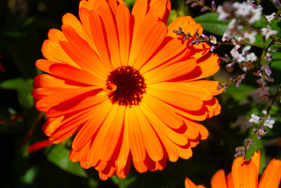 Close-up of orange flowers blooming outdoors