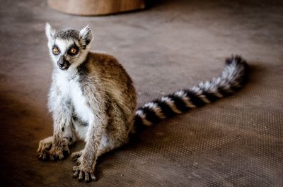 Portrait of lemur sitting on floor