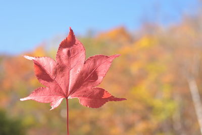 Close-up of orange maple leaves against blurred background