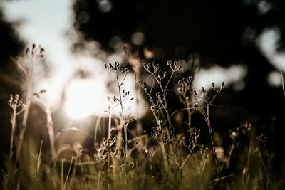 Close-up of plants on field