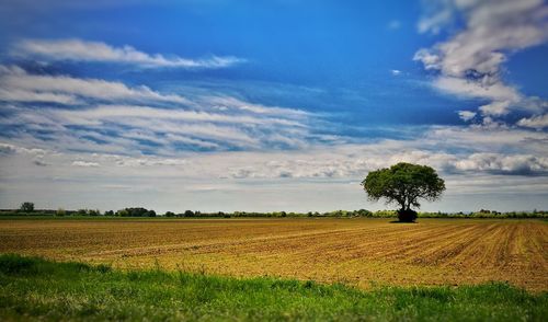Scenic view of field against sky