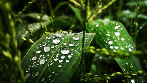 Close-up of water drops on leaves