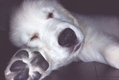 Close-up of a dog