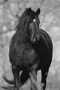 Close-up of horse standing outdoors