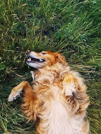 Close-up of dog sitting on field