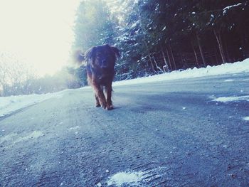 Dog on snow during winter