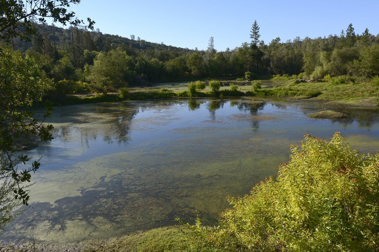 water, wilderness, tree, plant, reflection, body of water, forest, lake, nature, scenics - nature, beauty in nature, sky, environment, landscape, land, pinaceae, autumn, coniferous tree, pine tree, pine woodland, natural environment, tranquility, no people, travel destinations, travel, clear sky, non-urban scene, tourism, tranquil scene, reservoir, animal wildlife, leaf, outdoors, day, summer, stream, woodland, mountain, blue, wetland, activity, meadow, sunny, green, sunlight, social issues, vacation, trip, animal, bank, holiday