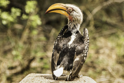 Close-up of bird perching outdoors