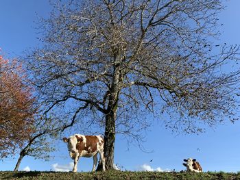 Cow standing in a field