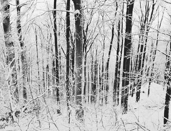 Bare trees in forest during winter