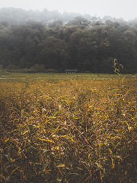 Scenic view of field against trees