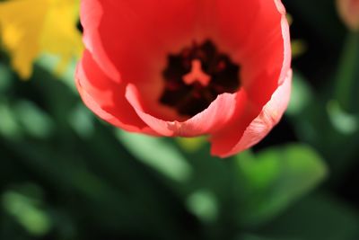 Close-up of pink flower blooming outdoors