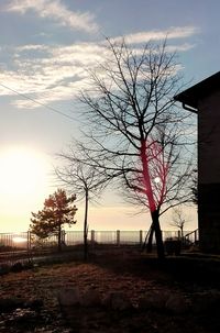 Bare trees at sunset