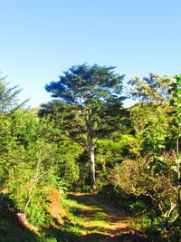 Trees on sunny day