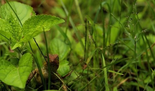 Close-up of insect on plant