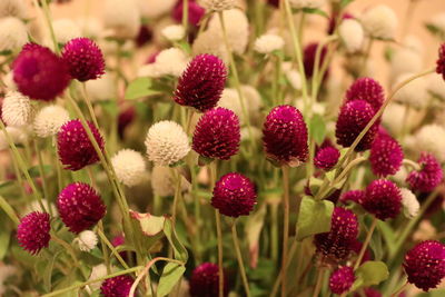 Close-up of red flowering plants on field