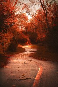 Road amidst trees in forest during autumn