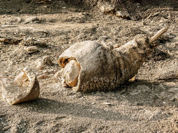 View of crab on rock