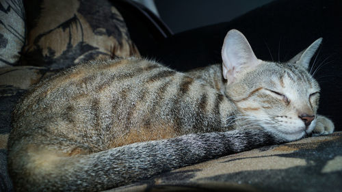 Close-up of sleeping cat