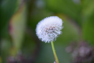 Close-up of dandelion flower