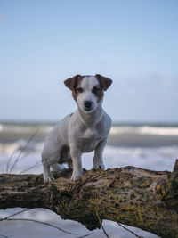 Portrait of dog on driftwood against sea