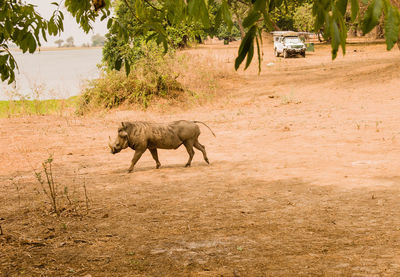 Warthog walking at zoo