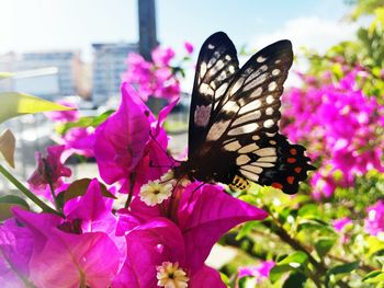 Close-up of butterfly perching on pink flower