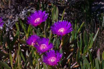 Close-up of purple flowers