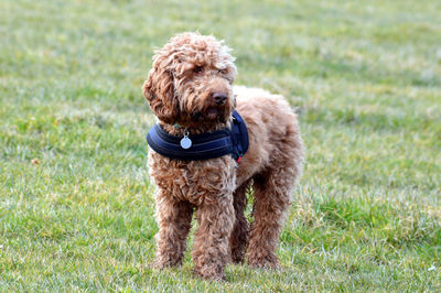 Dog standing on grass