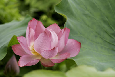 Close-up of pink lotus water lily