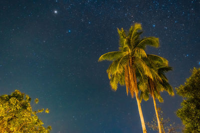Low angle view of coconut palm tree against sky at night